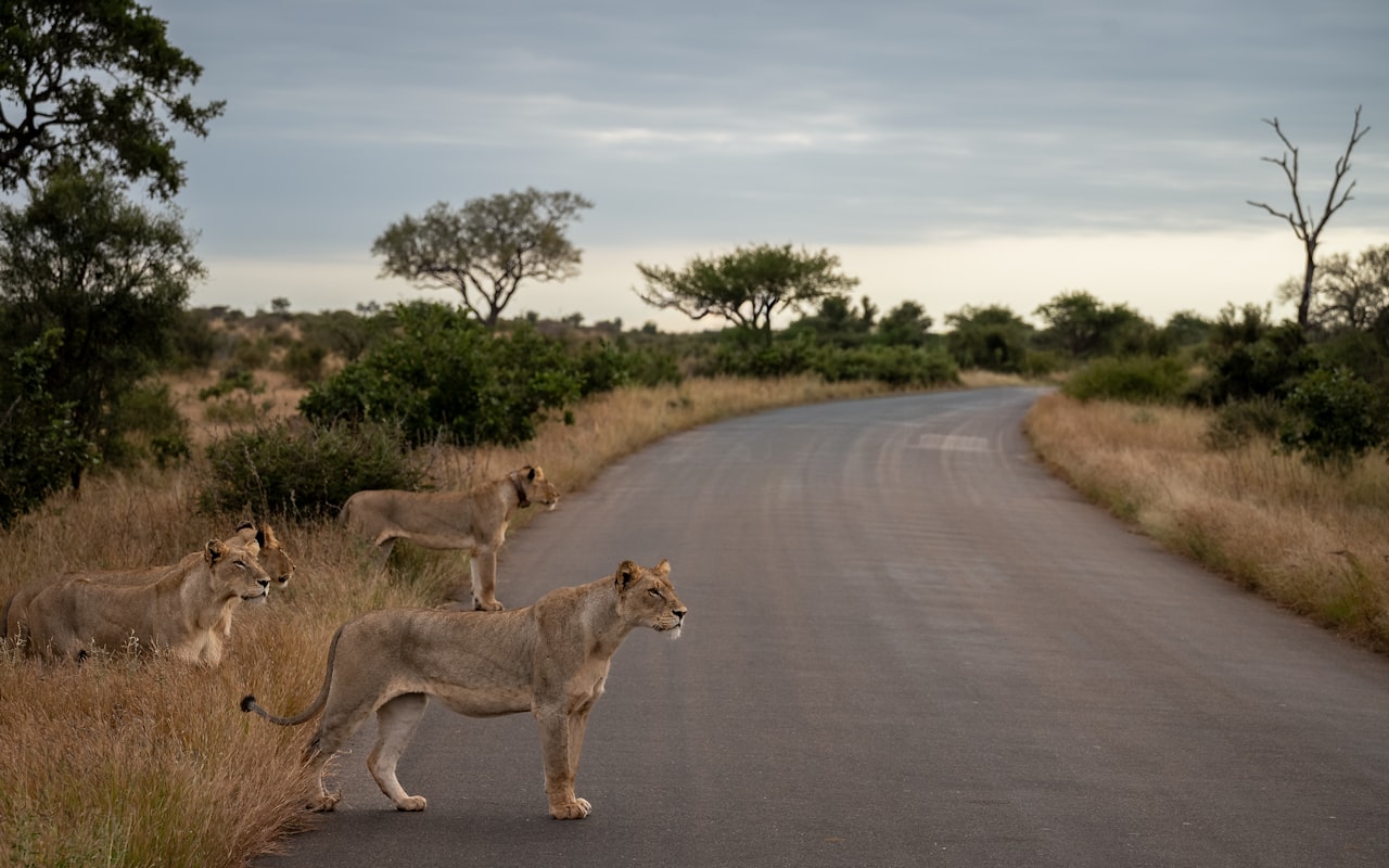 Leeuwen op de weg in een safaripark