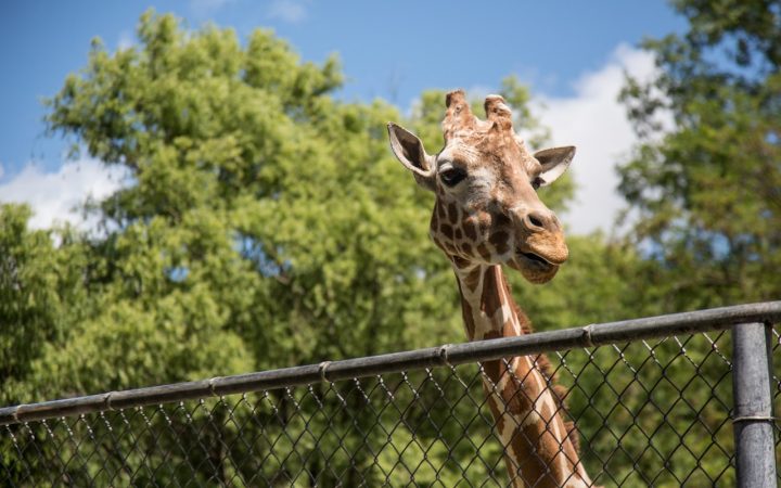Giraffe in de dierentuin