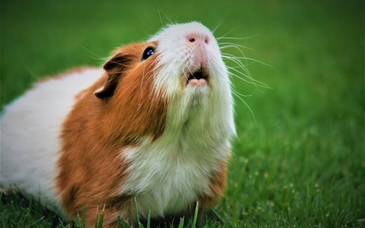 Cavia