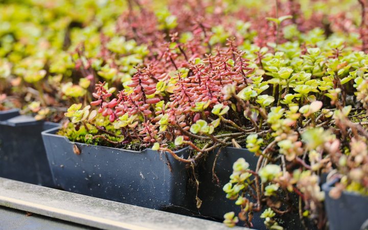 Sedumplanten voor een groen dak