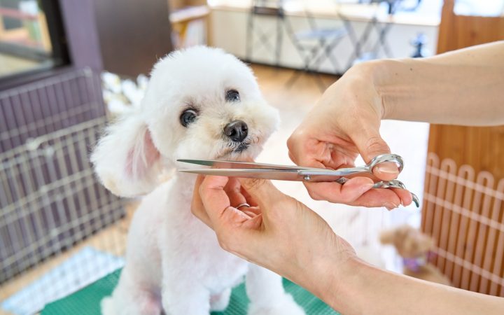 Hond wordt getrimd in de salon