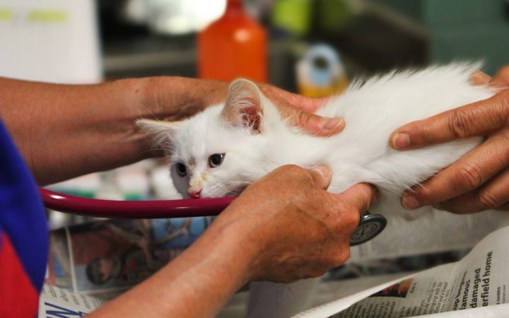 Kitten bij de dierenarts