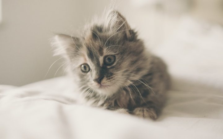 Pluizig kitten