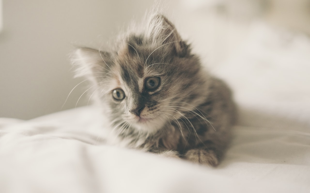 Pluizig kitten