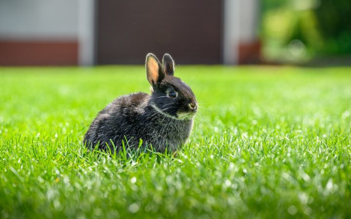 Konijn in het gras