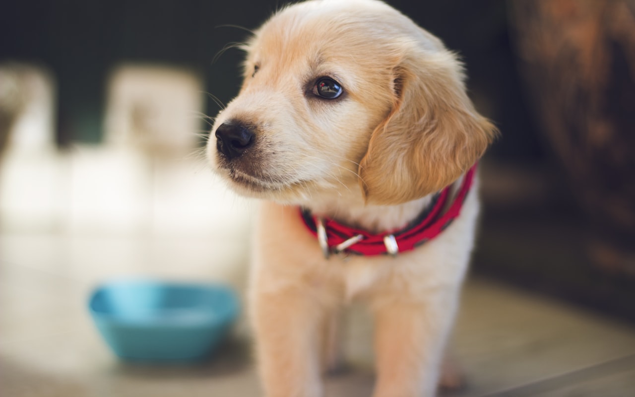 Schattige puppy