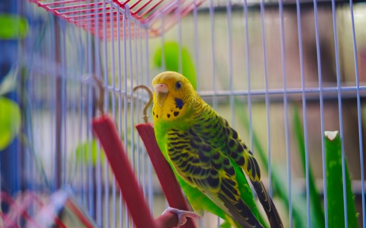 Parkiet in een vogelkooi