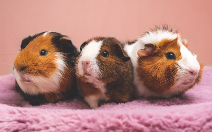 Wat kost een cavia per maand