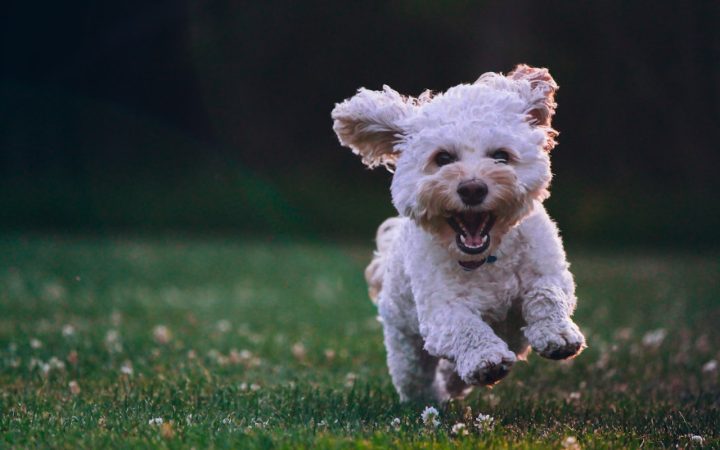 Wat kost een hond per maand