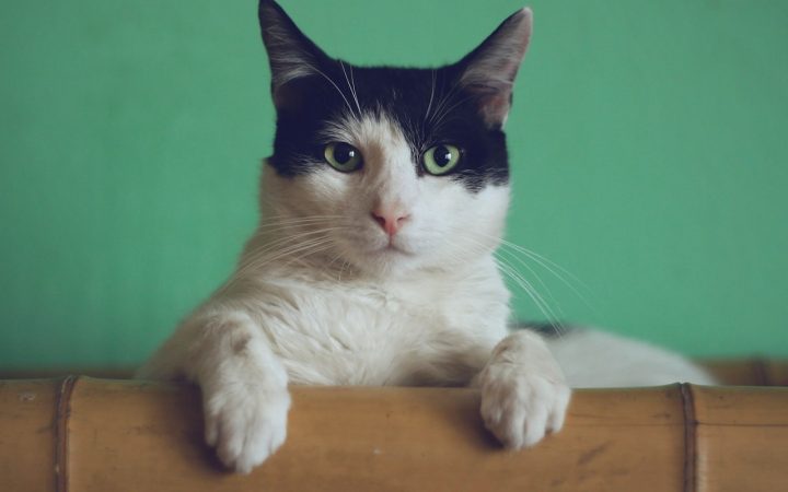 Wat kost een kat per maand