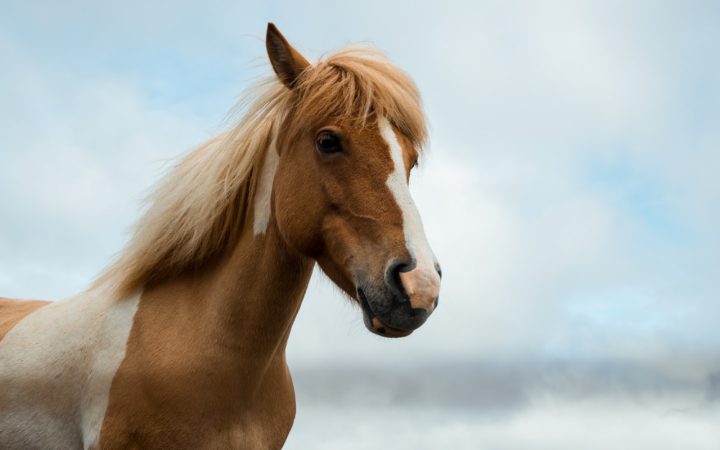 Wat kost een pony per maand
