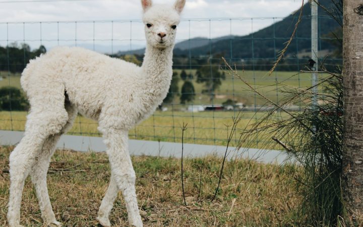 Wat kost een alpaca